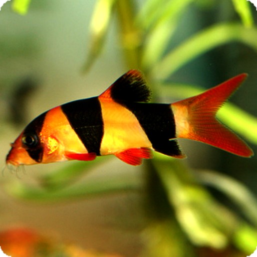 Botia-Loach Clown - 1-2 inch